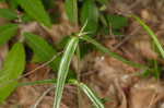 Downy phlox